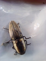 Chalcolepidius limbatus