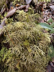 Kindbergia praelonga