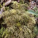 Pinched Shaggy Moss - Photo (c) ross_ny, some rights reserved (CC BY-NC)