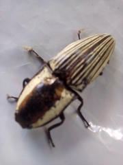 Chalcolepidius limbatus