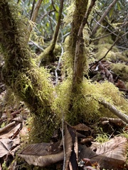 Kindbergia praelonga