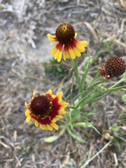 Helenium microcephalum