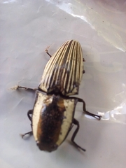 Chalcolepidius limbatus