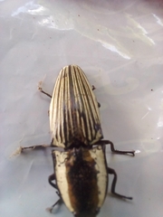 Chalcolepidius limbatus
