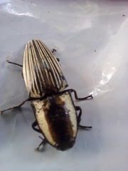 Chalcolepidius limbatus