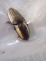 Chalcolepidius limbatus