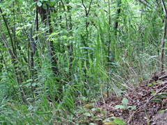 Phragmites australis altissimus