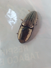 Chalcolepidius limbatus