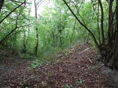 Phragmites australis altissimus