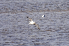 Ichthyaetus melanocephalus