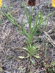 Helenium microcephalum