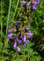 Campanula bononiensis