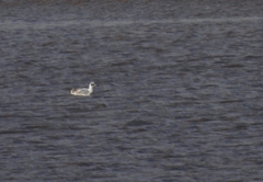 Ichthyaetus melanocephalus