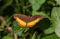 Eurytela dryope