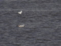 Ichthyaetus melanocephalus