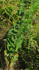 Campanula bononiensis