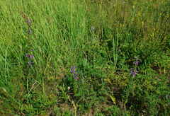 Campanula bononiensis