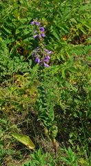 Campanula bononiensis