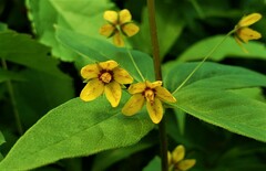 Lysimachia quadrifolia