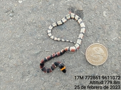 Erythrolamprus guentheri