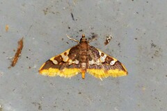 Prophantis adusta