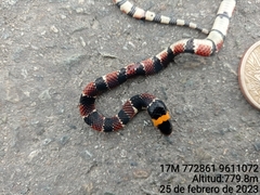 Erythrolamprus guentheri