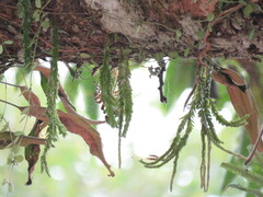 Phlegmariurus fordii