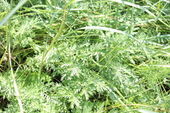 Artemisia armeniaca