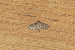 Nacoleia charesalis