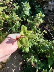 Teucrium scorodonia