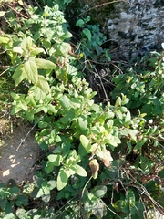 Teucrium scorodonia