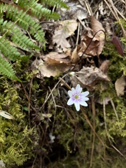 Hepatica acutiloba
