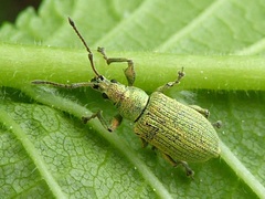 Phyllobius maculicornis