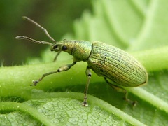 Phyllobius maculicornis