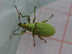 Phyllobius maculicornis