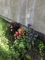 Coleus scutellarioides