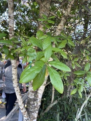 Quercus laurifolia