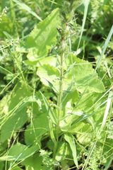 Pontechium maculatum