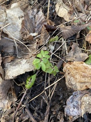 Hydrophyllum virginianum