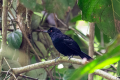 Pyriglena leucoptera