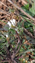 Cardamine hirsuta