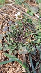 Cardamine hirsuta
