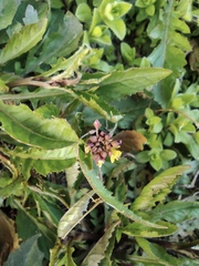 Rorippa indica