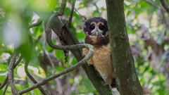 Pulsatrix koeniswaldiana