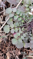 Cardamine hirsuta