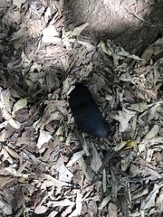 Chrysochloris asiatica