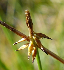 Carex nigricans