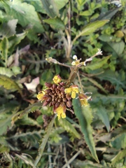 Rorippa indica