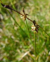 Carex nigricans