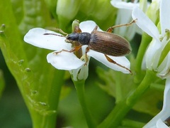 Phyllobius oblongus